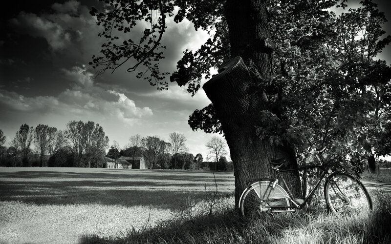 Bicycle Leaning Against Tree — Black, Dramatic, Afternoon