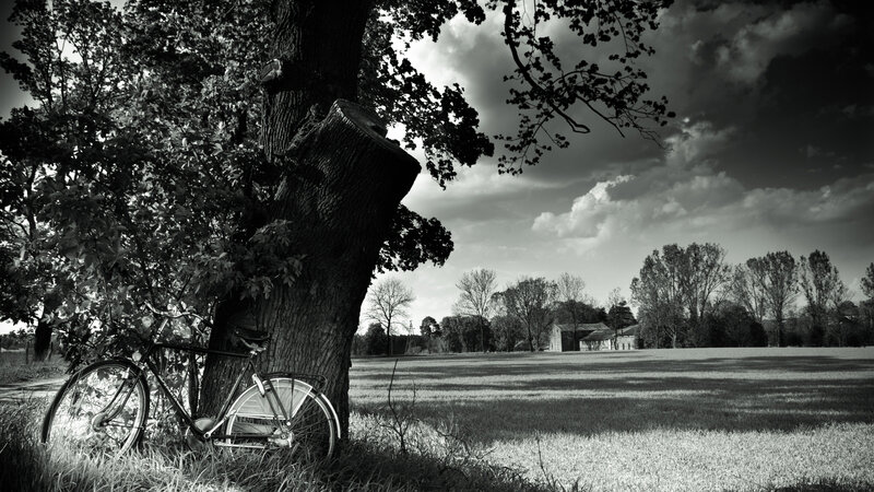 Bicycle Leaning Against Tree — Black, Dramatic