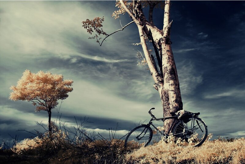 Bicycle Leaning Against Tree