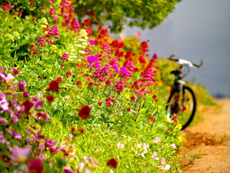 Bicycle Near Flowers