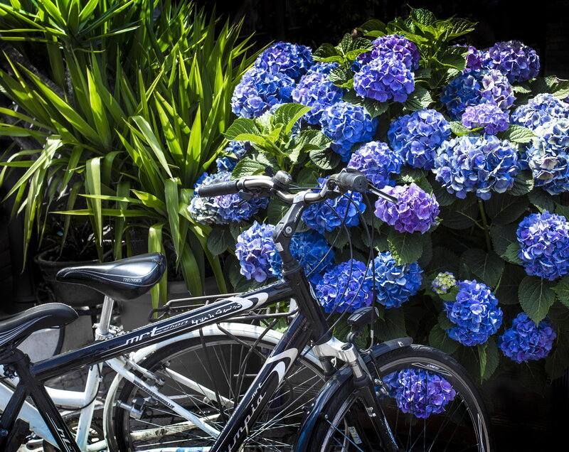 Bicycle Near Hydrangeas