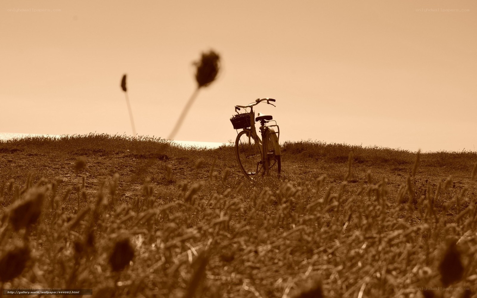 Bicycle on a grassy hill