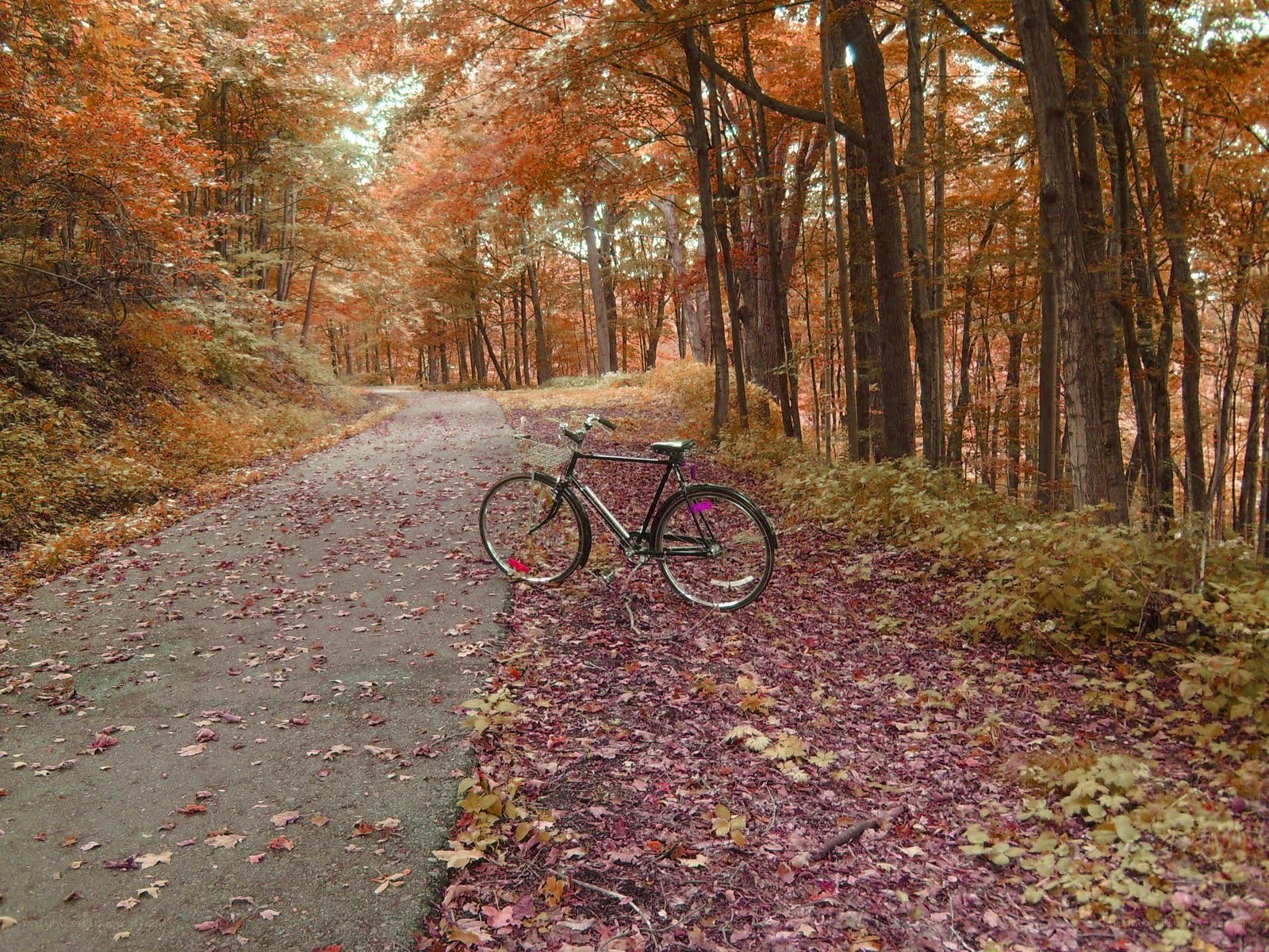 Bicycle on a leaf-covered path