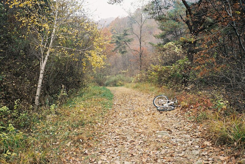 Bicycle on Forest Path