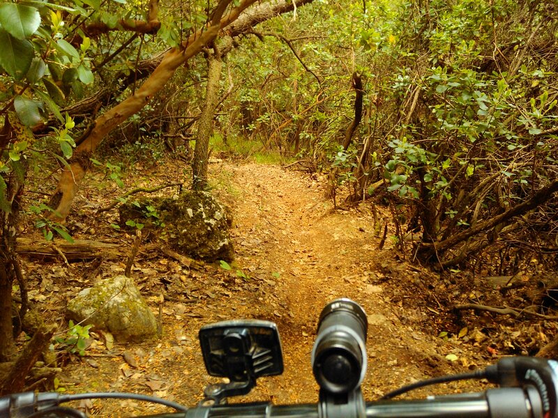 Bicycle on Forest Trail — Green