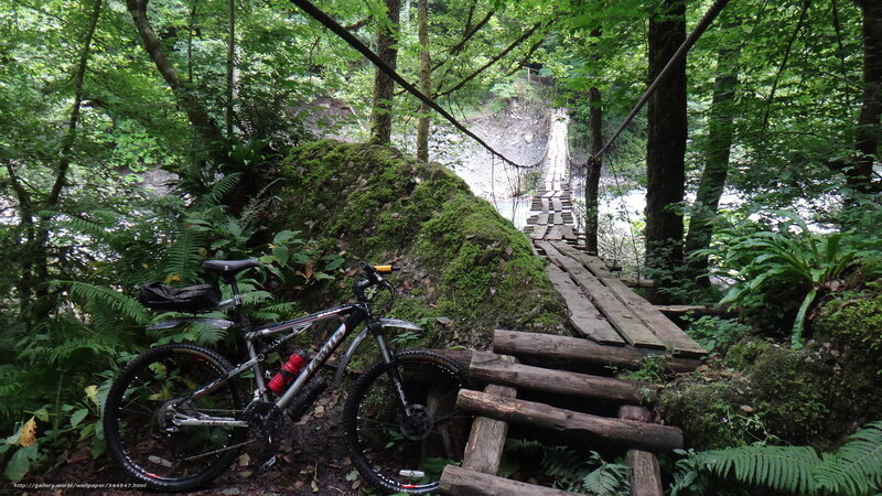 Bicycle on forest trail