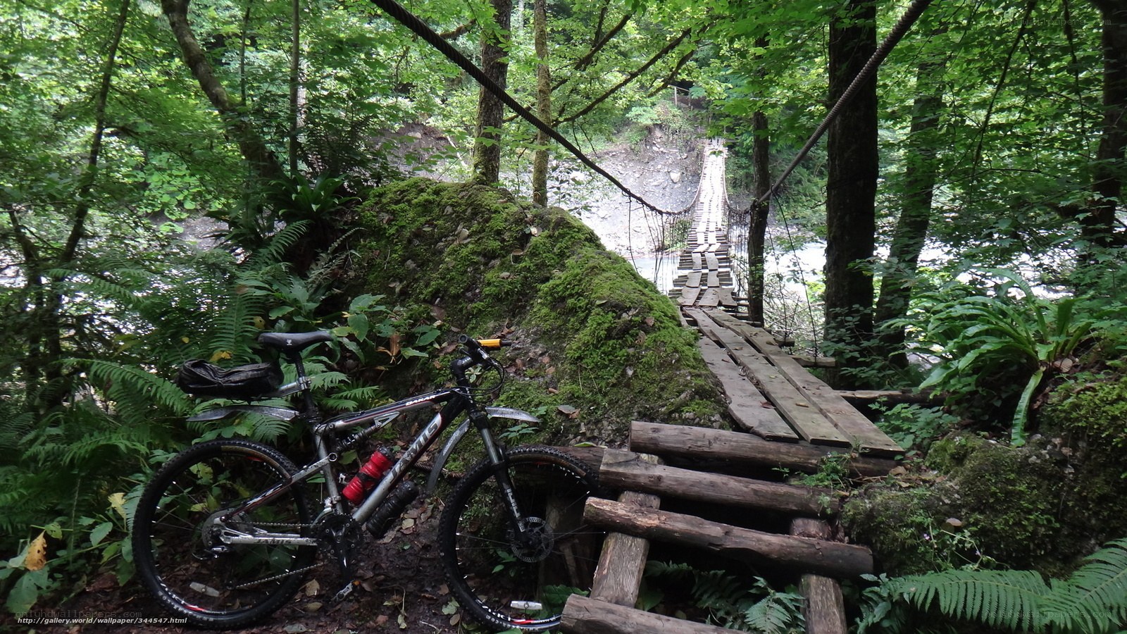 Bicycle on forest trail
