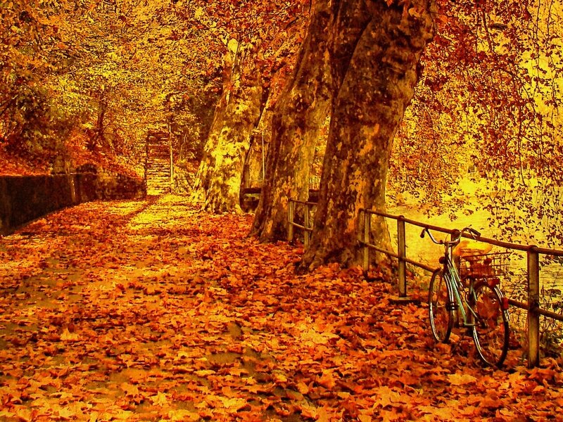 Bicycle on Leaf-covered Path