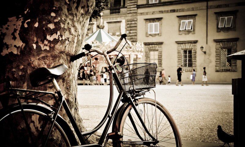 Bicycle parked by a tree