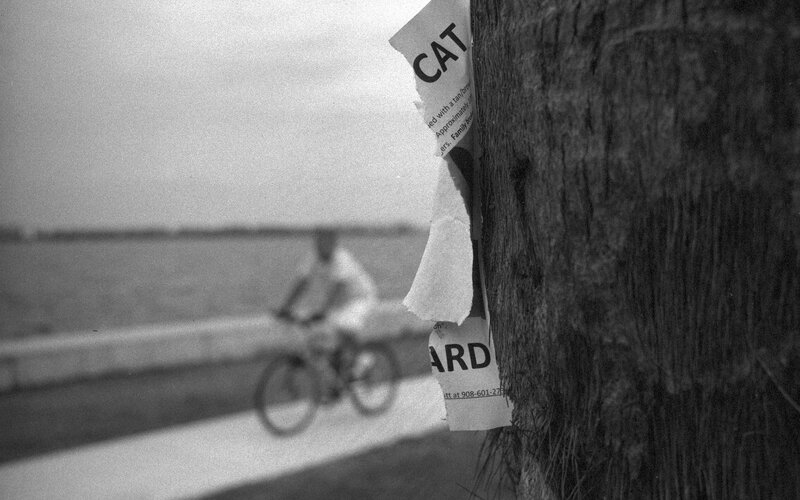 Bicycle rider near a tree