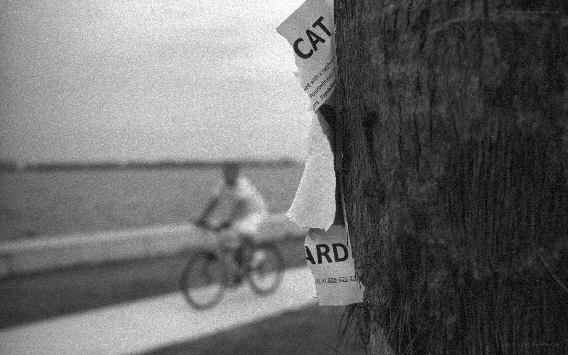 Bicycle rider near a tree