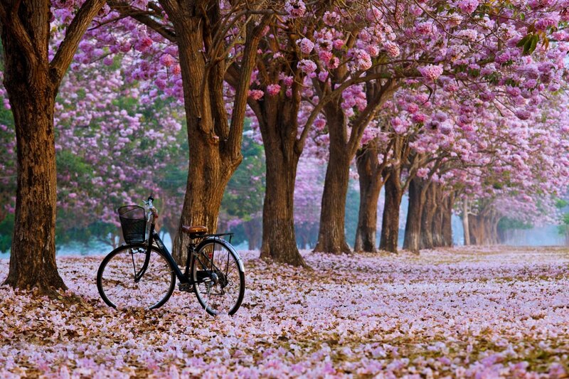 Bicycle under Blossoming Trees — Pink, Serene