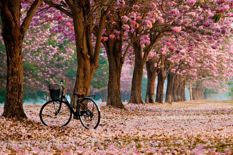 Bicycle under Blossoming Trees