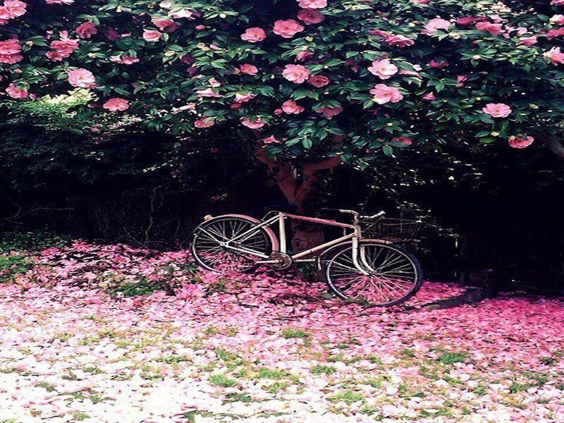 Bicycle under Flowering Tree