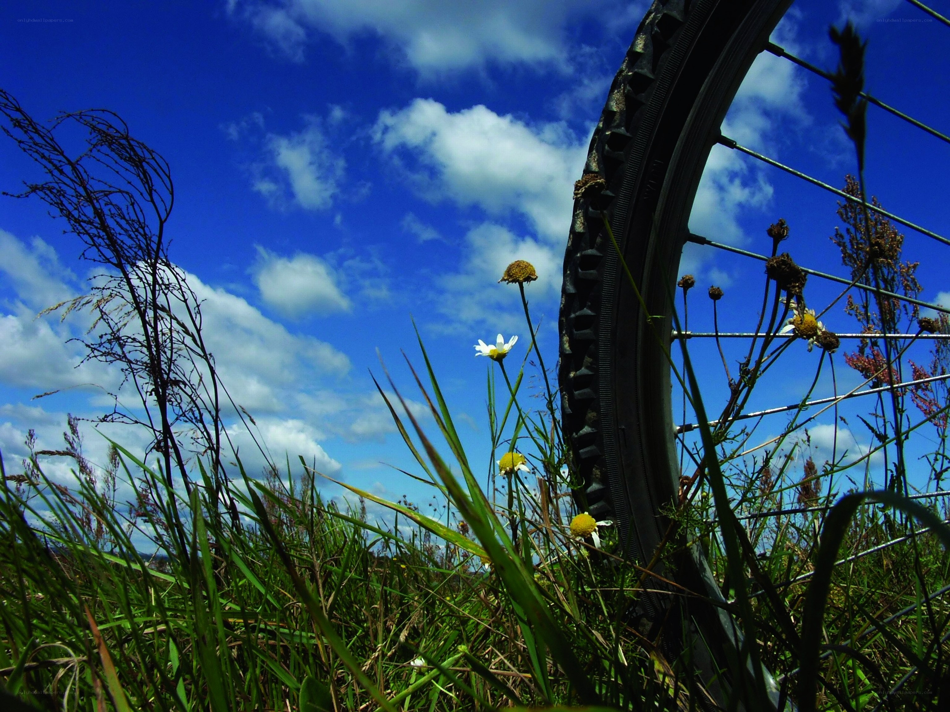 Bicycle wheel in a field