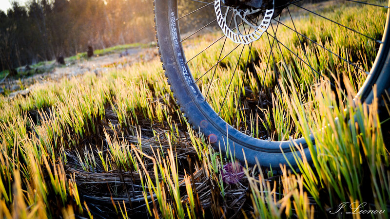 Bicycle Wheel in Grass — Green
