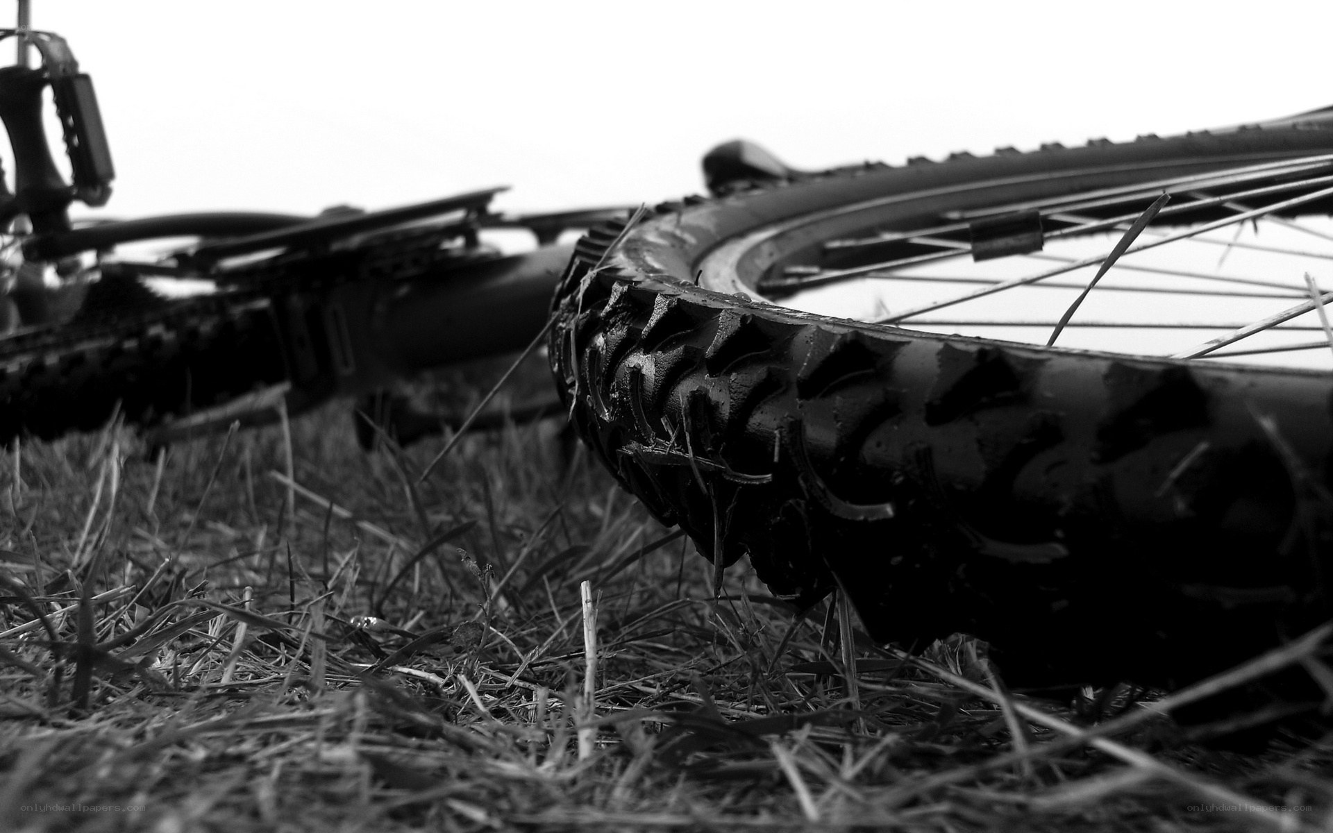 Bicycle wheel in grass