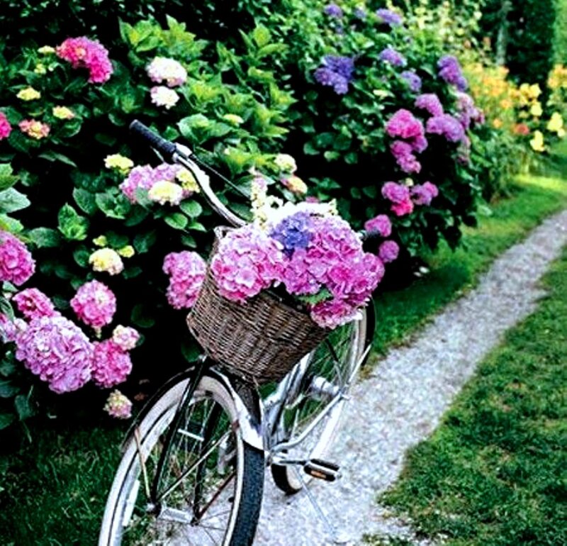 Bicycle with Flower Basket — Pink