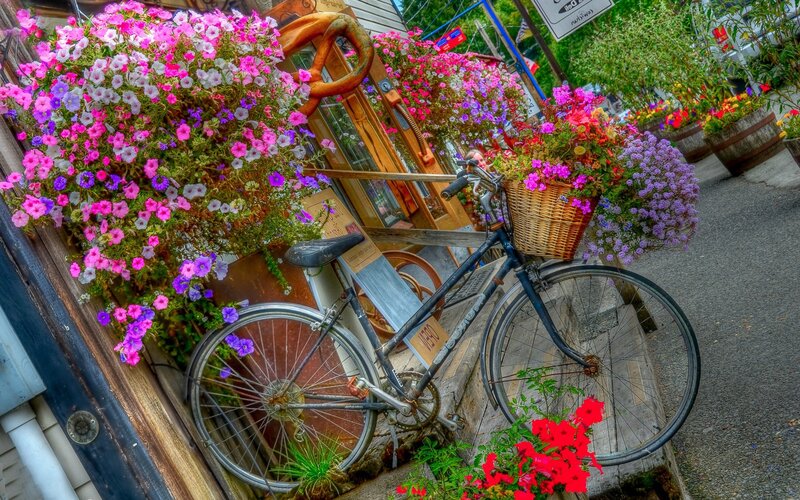 Bicycle with Flower Baskets — Pink, Colorful, Afternoon