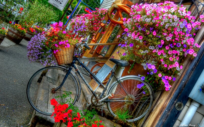 Bicycle with Flower Baskets — Pink, Colorful