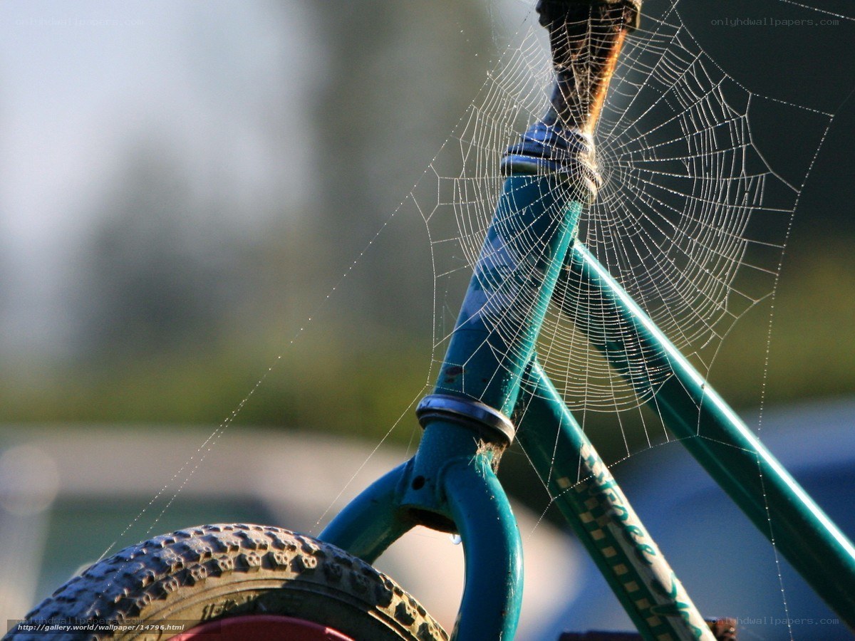 Bicycle with spiderweb