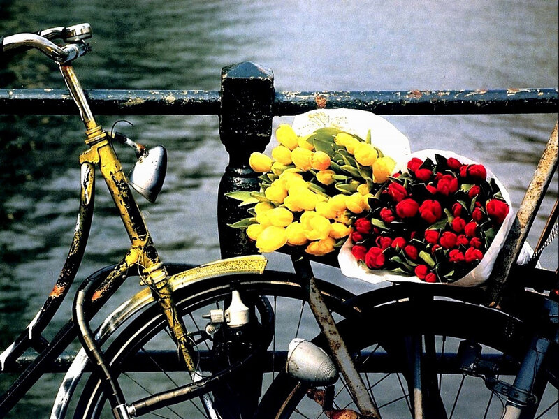 Bicycle with tulips by water