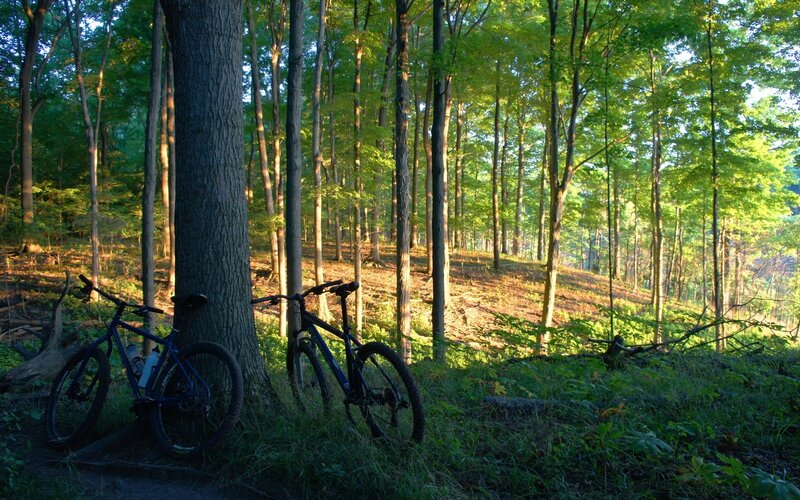 Bicycles in a sunlit forest