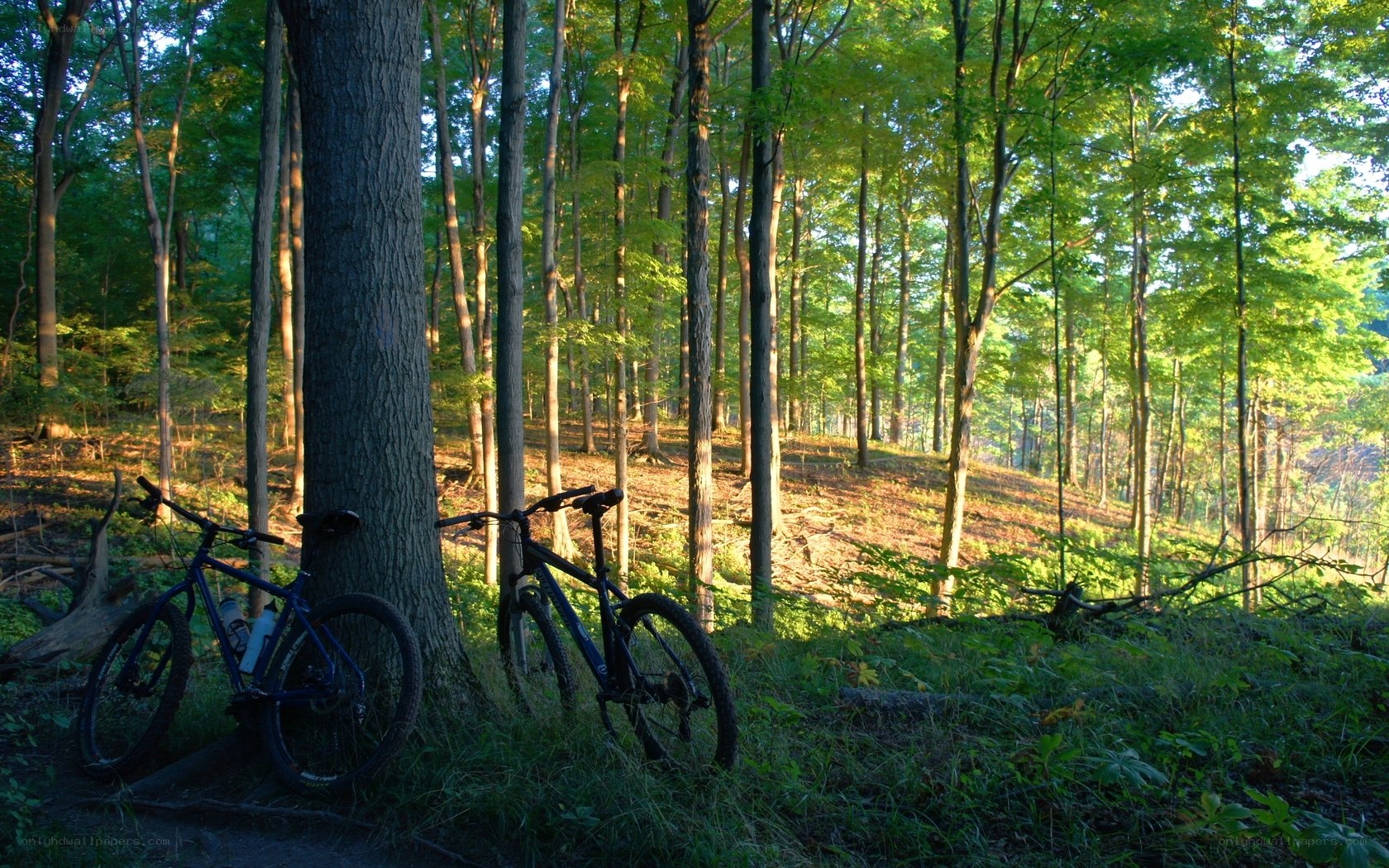 Bicycles in a sunlit forest