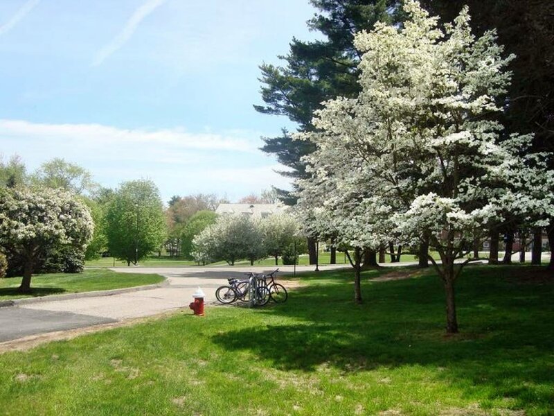 Bicycles Near Blooming Trees