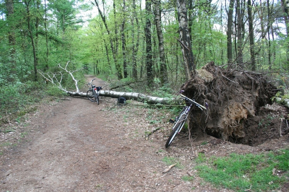 Bicycles near fallen tree in forest