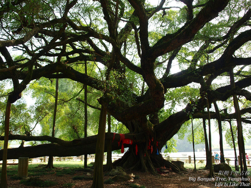 Big Banyan Tree in Yangshuo