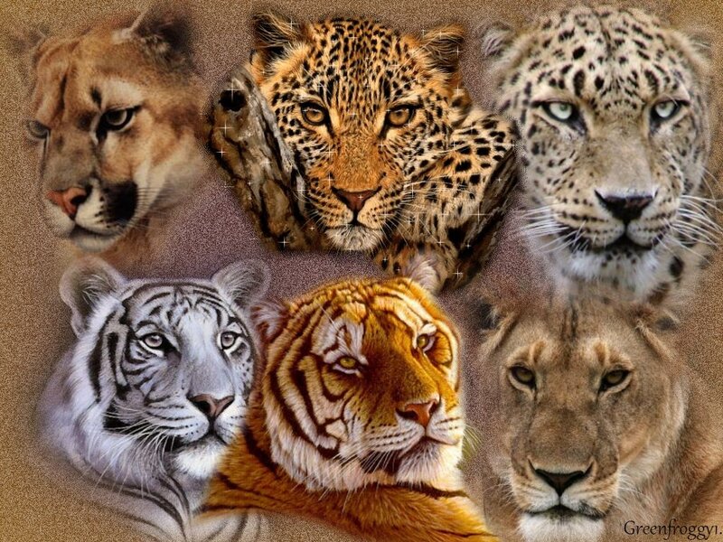 Big Cats Collage — Brown