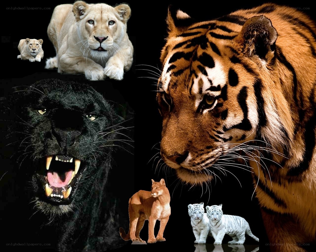Big cats collage