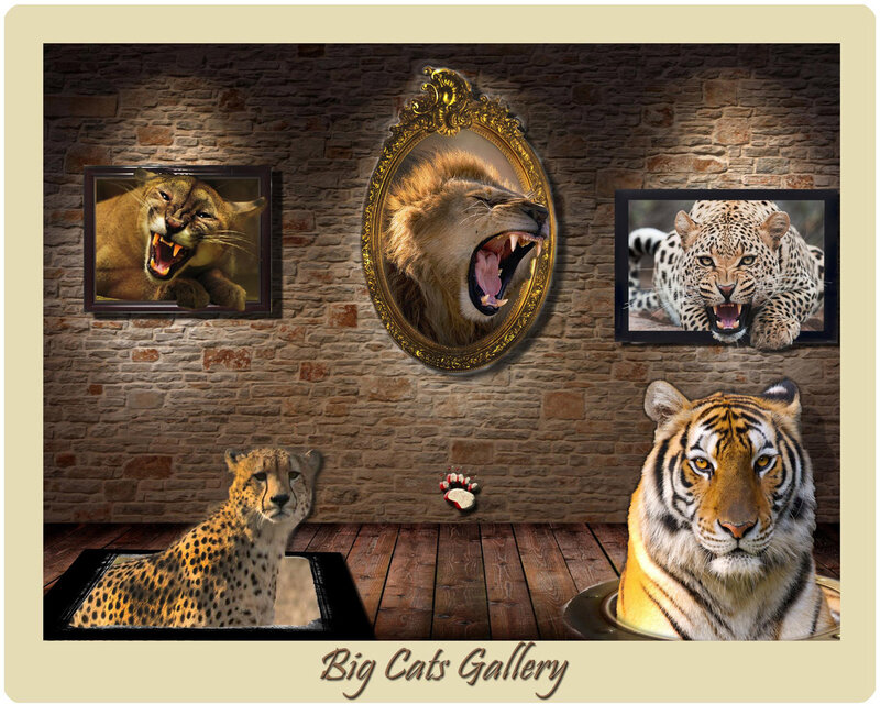 Big Cats Gallery