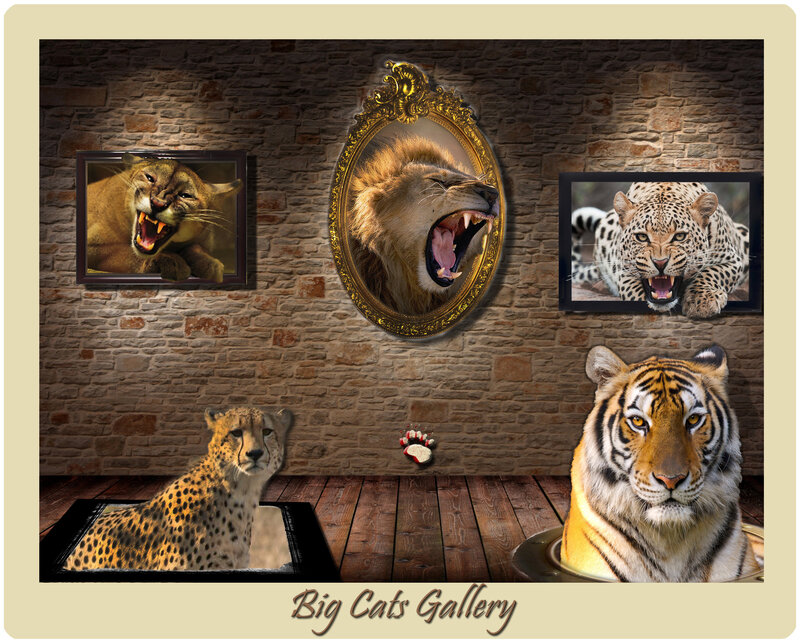 Big Cats in Gallery