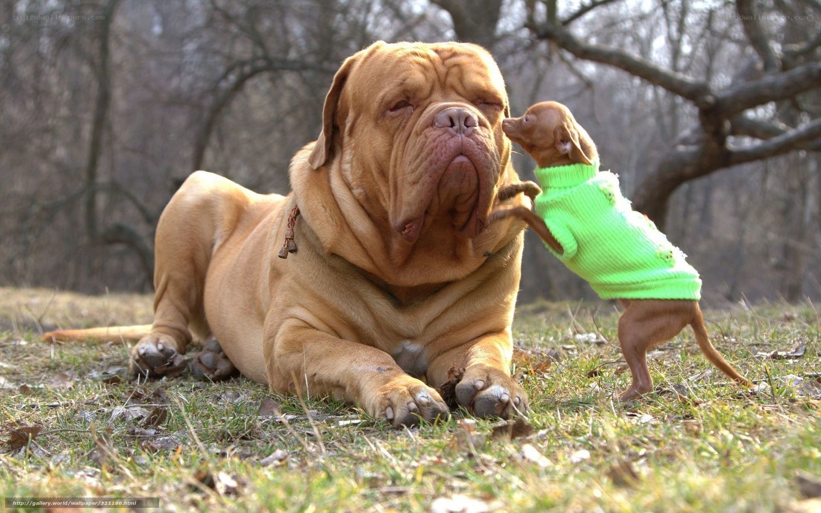 Big dog and small dog playing