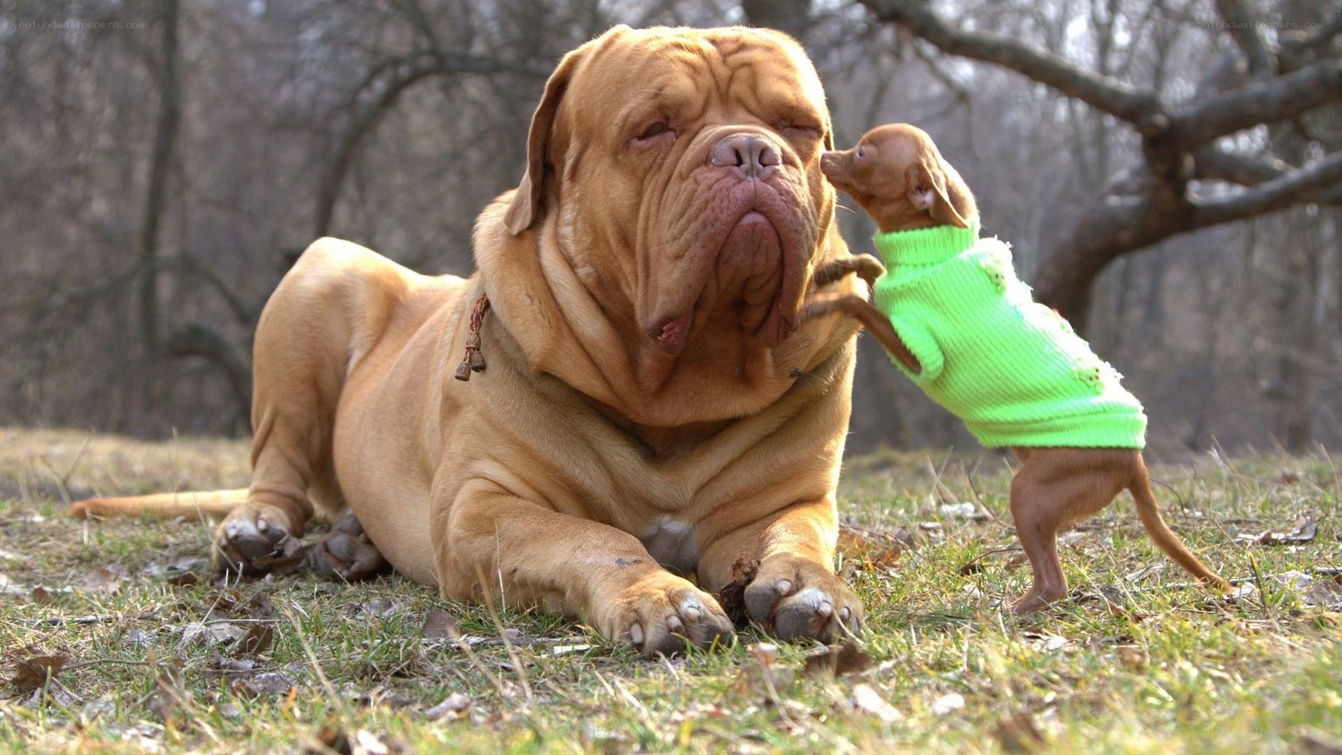 Big dog and small puppy playing