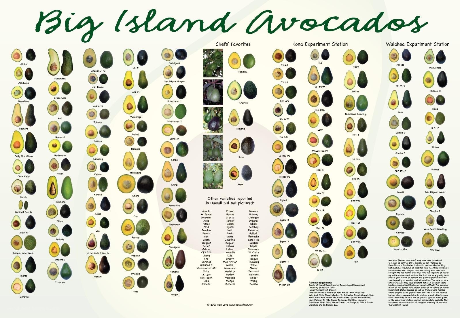 Big Island Avocado Varieties