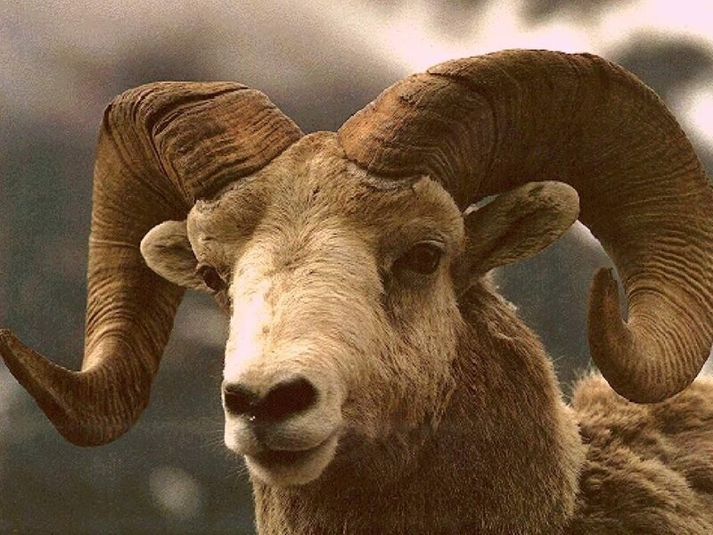 Bighorn sheep close-up
