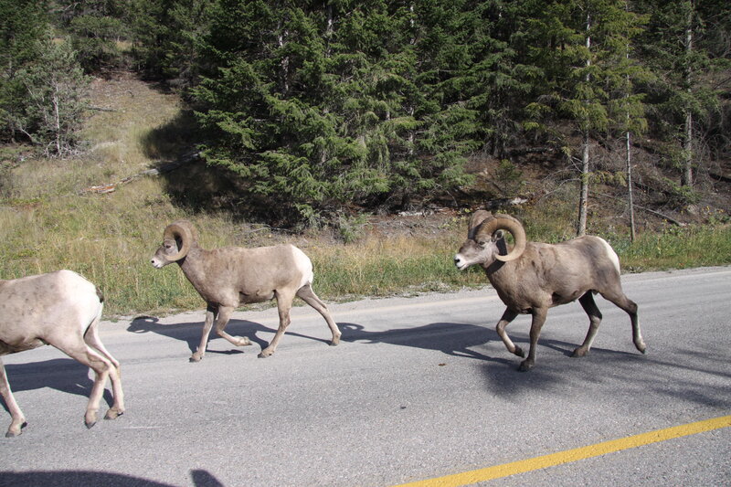 Bighorn Sheep Crossing Road — Gray