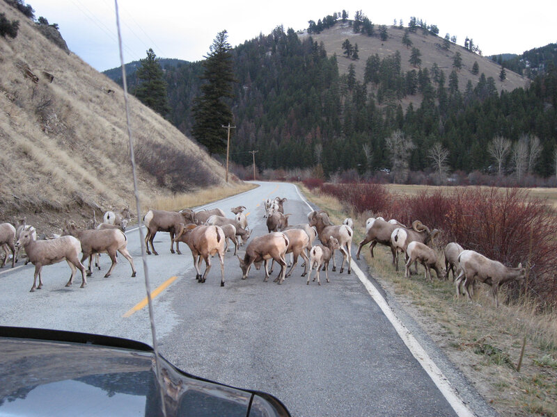 Bighorn sheep crossing road