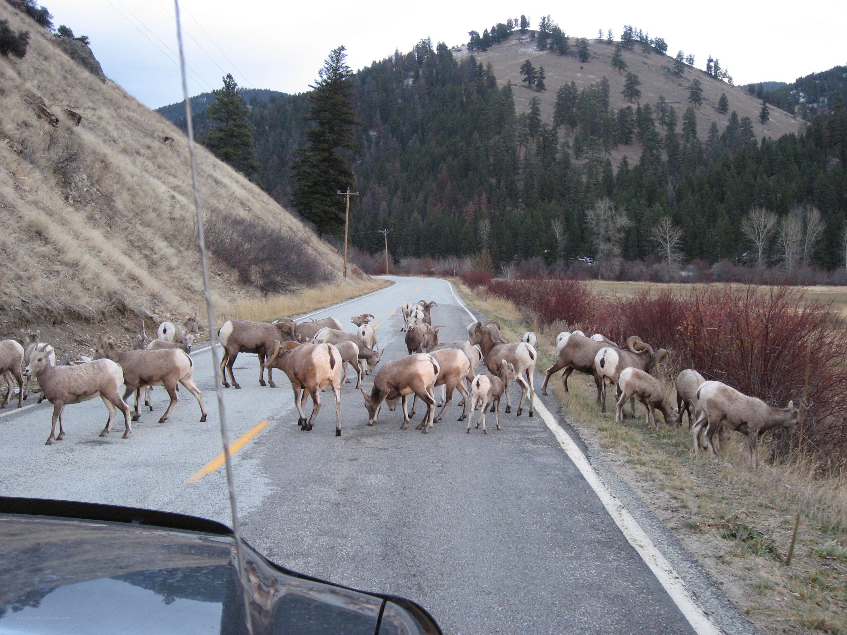Bighorn sheep crossing road