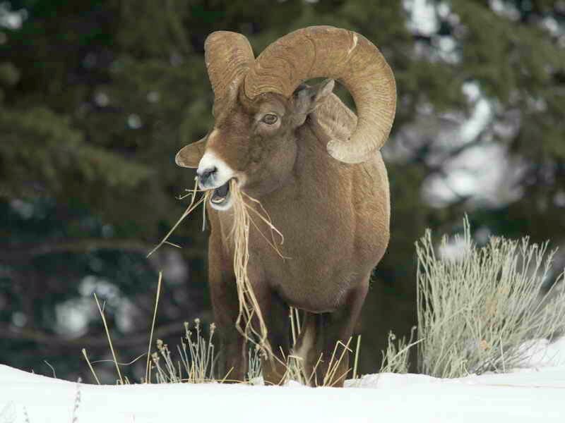 Bighorn Sheep Eating