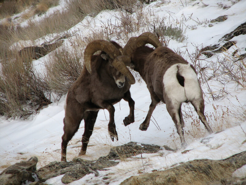 Bighorn sheep fighting in snow