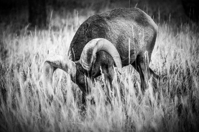 Bighorn Sheep Grazing — Black