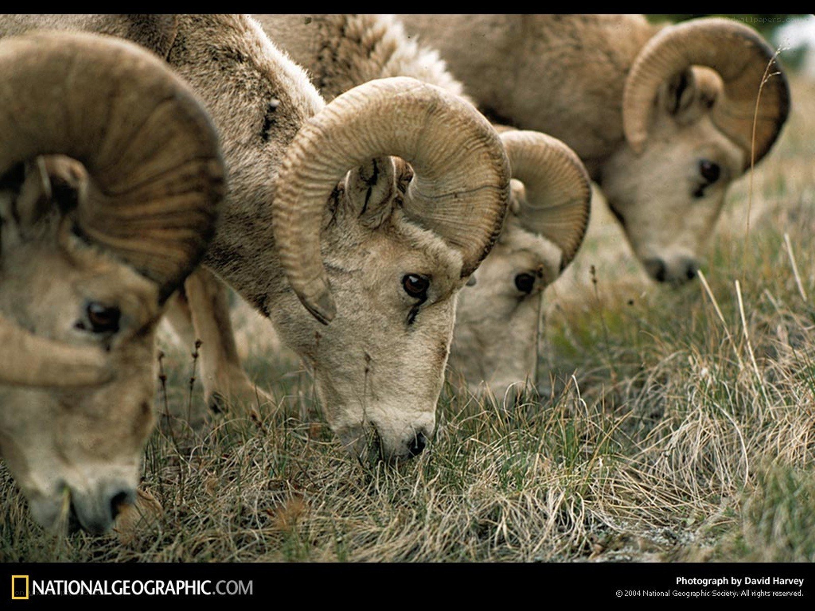 Bighorn sheep grazing in grass