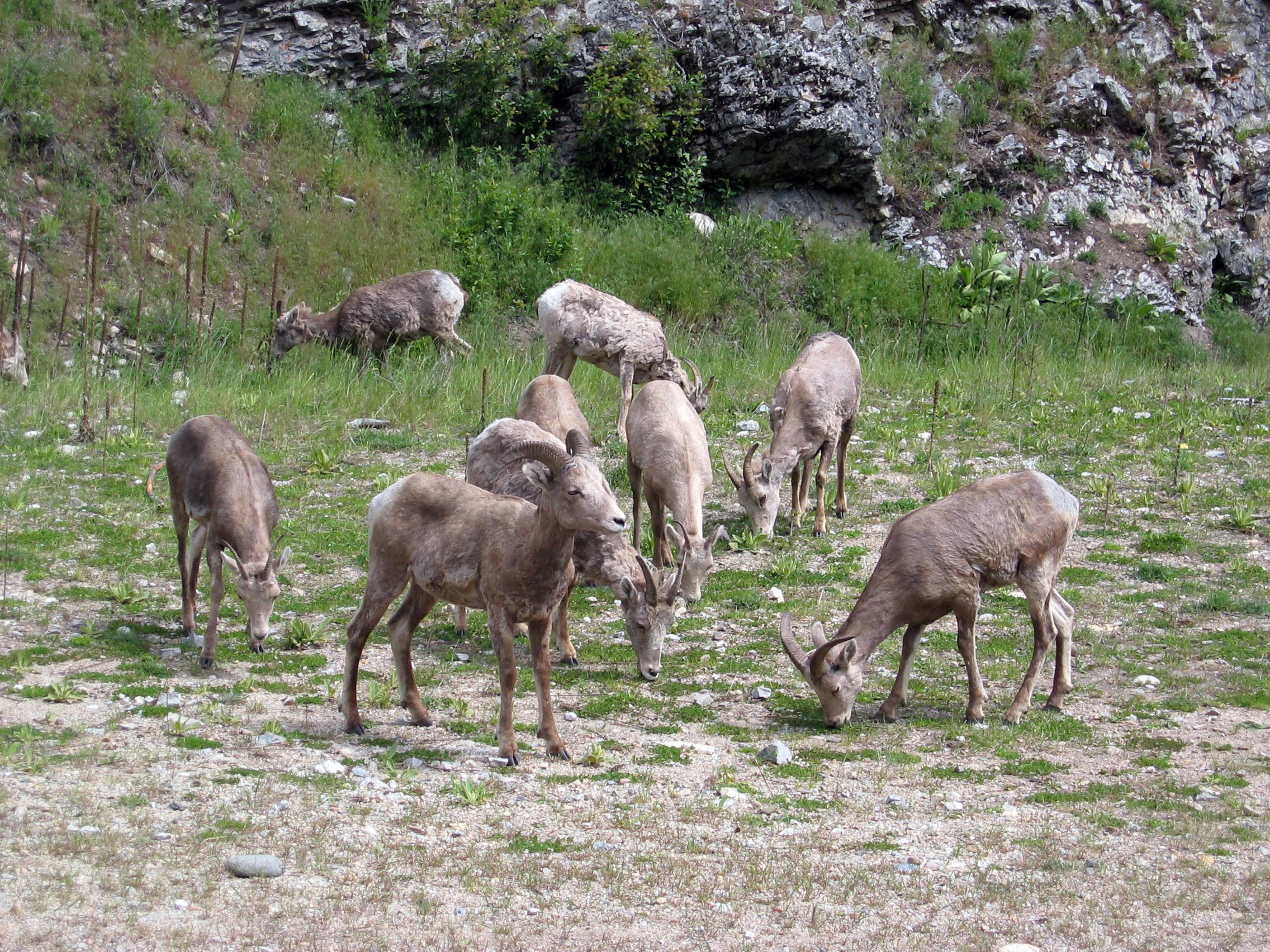 Bighorn sheep grazing on a hillside