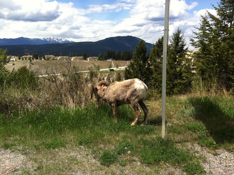 Bighorn Sheep Grazing