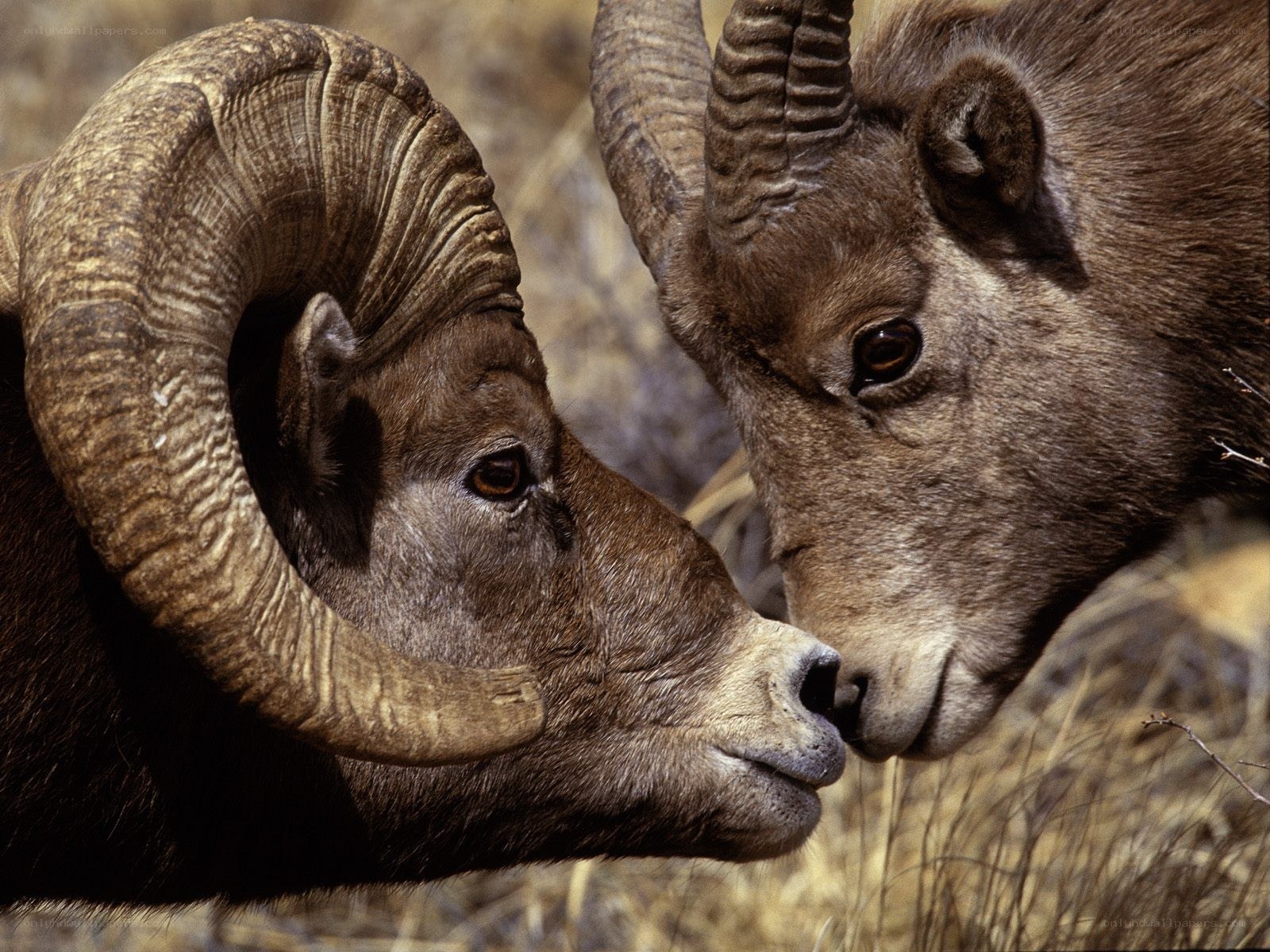 Bighorn sheep heads touching