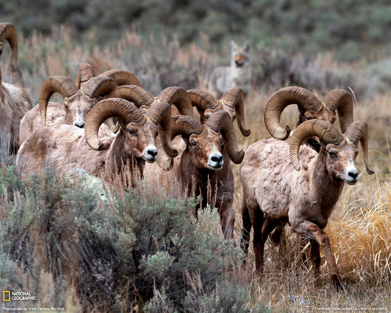 Bighorn Sheep Herd